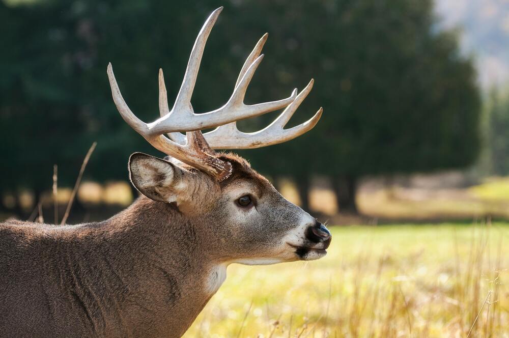 Discover What and Where You Can Hunt in Saskatchewan